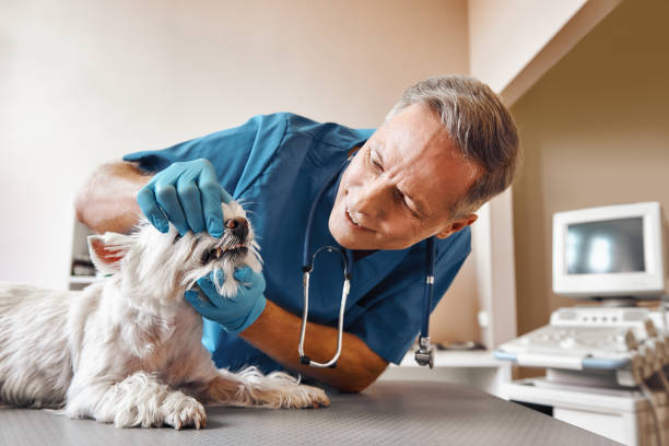 Best Urgent Dental Care for Toothache in Horse Pasture, VA